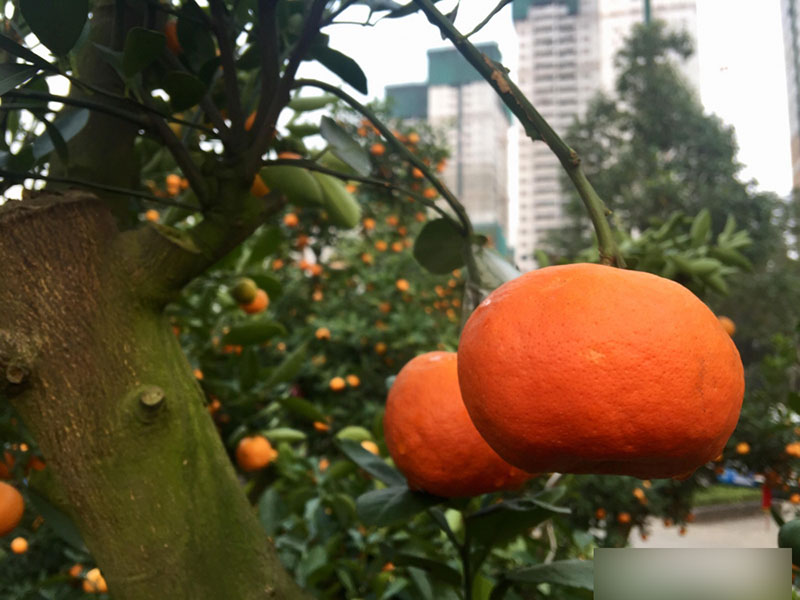 Một cây vàng không mua nổi cây quất trưng Tết tại vỉa hè Sài Gòn